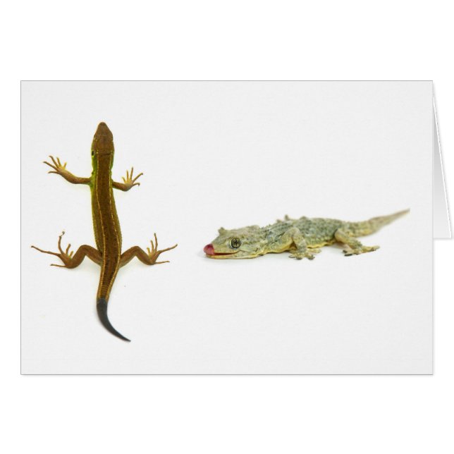 lizard (Front Horizontal)