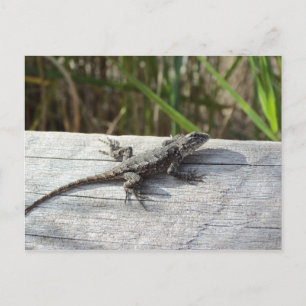 Lizard At Henlopen, Delaware Postcard