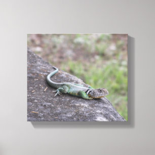 Lizard  canvas print