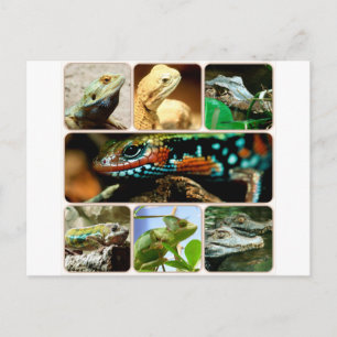 Lizard Collage Postcard
