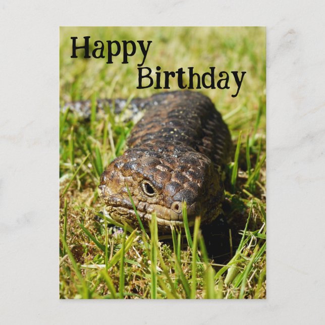 Lizard de langue bleue australienne, carte postale (Devant)