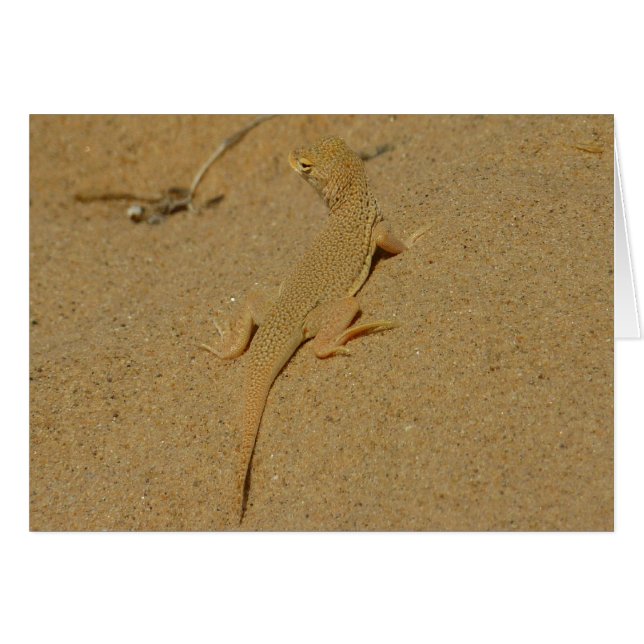 Lizard frange mojave (Devant horizontal)