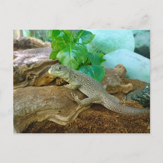 Lizard in a Terrarium Postcard (Front)