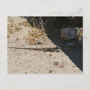 Lizard in Arizona desert postcard