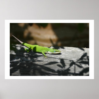 Lizard in the scrapwood poster