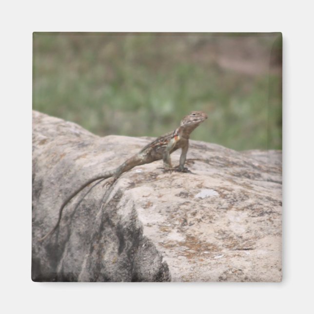Lizard Magnet (Front)