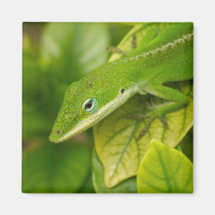 Lizard Magnet 01
