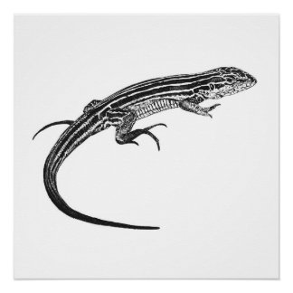 Lizard Monochrome Print