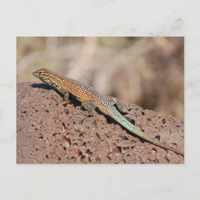 Lizard Postcard (Front)
