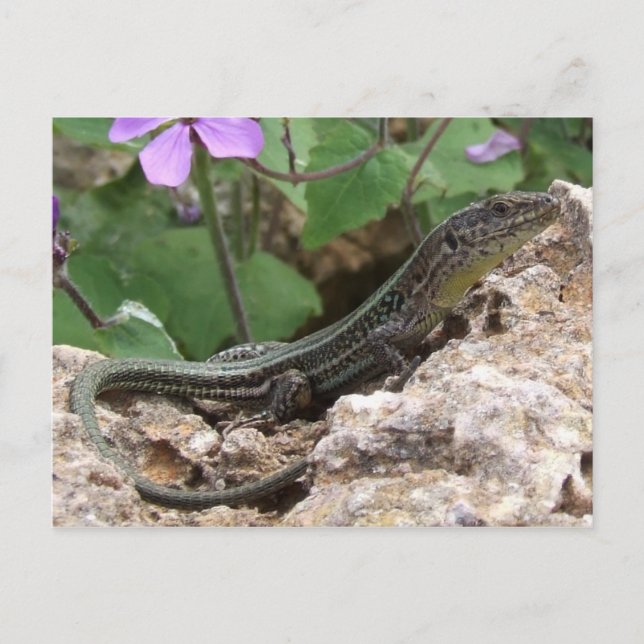 Lizard Postcard (Front)