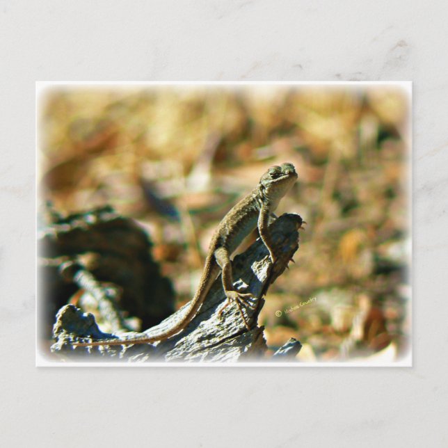 Lizard Postcard (Front)