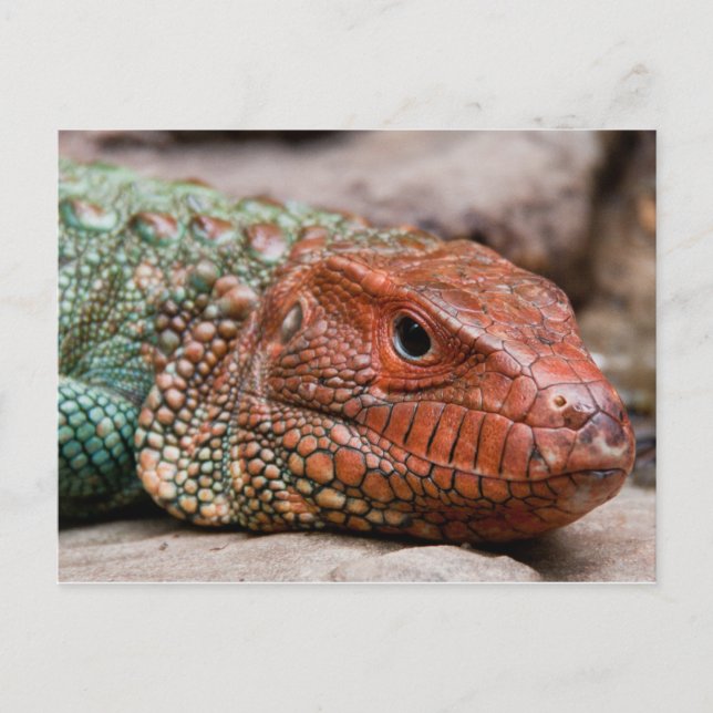 Lizard Postcard (Front)