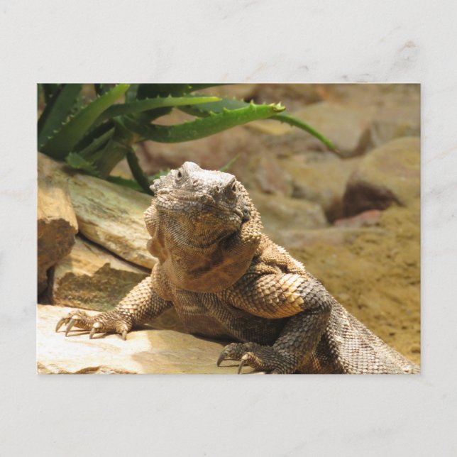 Lizard Postcrossing Postcard (Front)