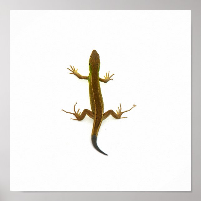 lizard poster (Front)