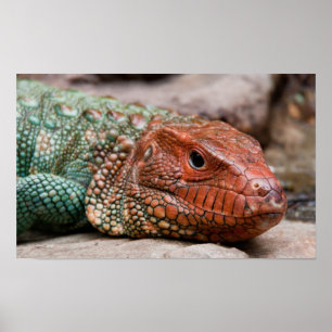 Lizard Poster