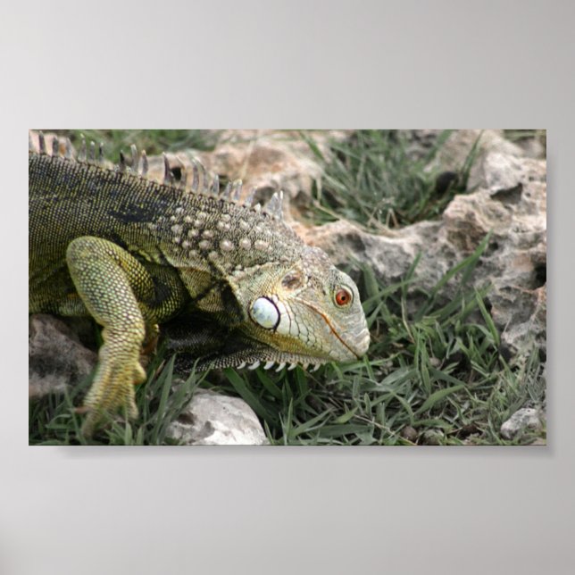 Lizard Poster (Front)