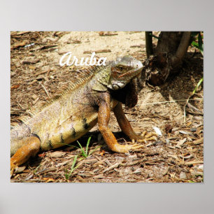 Lizard Poster