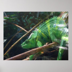 Lizard, Reptile, Chameleon,  Nature Wall Poster