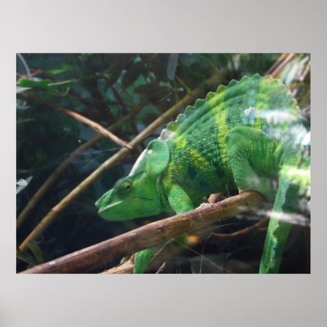 Lizard, Reptile, Chameleon,  Nature Wall Poster (Front)