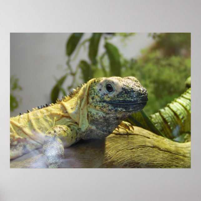Lizard, Reptile, Iguana Nature Wall Poster (Front)