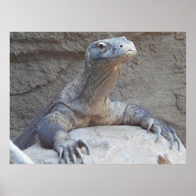 Lizard, Reptile, Kimono Dragon Nature Wall Poster (Devant)