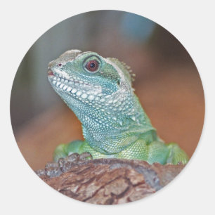 Lizard stickers