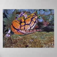 Lizardfish and Tunicate