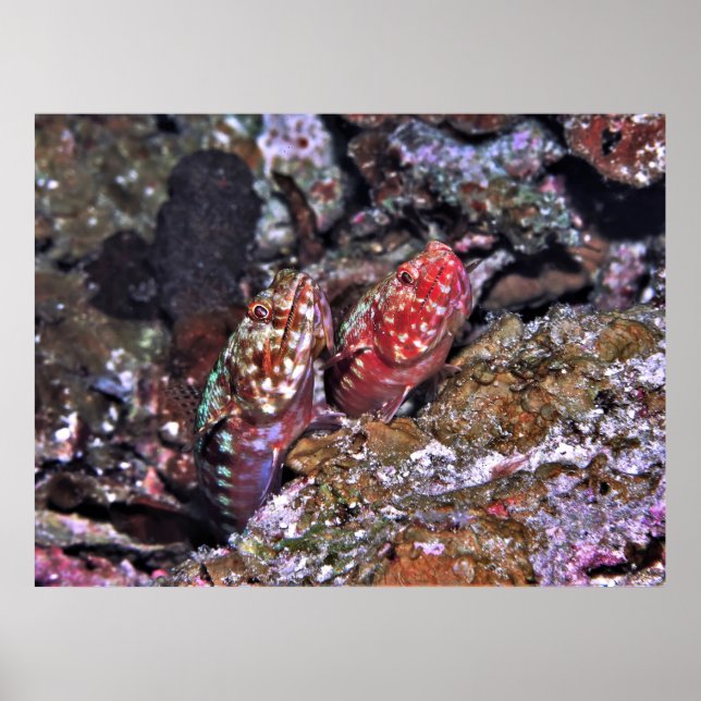 Lizardfish Pair Poster (Front)