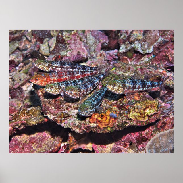 Lizardfish Party II Poster (Front)