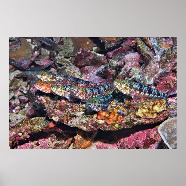 Lizardfish Party Poster (Front)