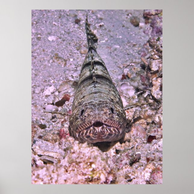 Lizardfish Portrait Poster (Front)