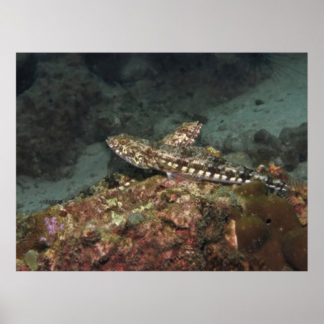 Lizardfish X Poster (Front)