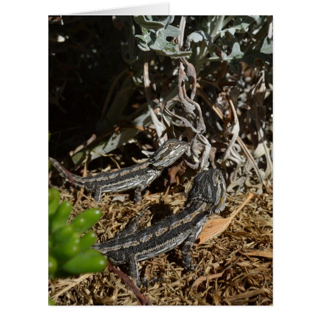 Lizards de Dragon Portés Par Un Bébé, (Devant)