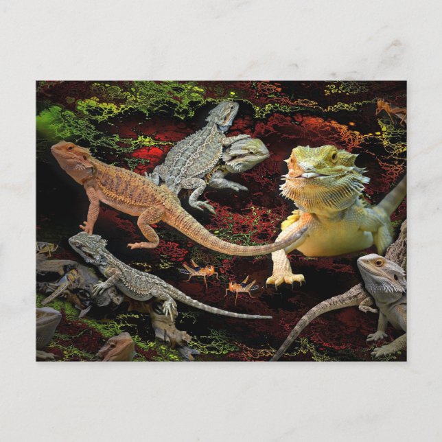 lizards galore postcard (Front)