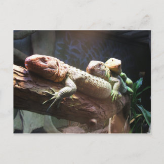 Lizards Lounging Postcard