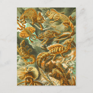 Lizards Postcard