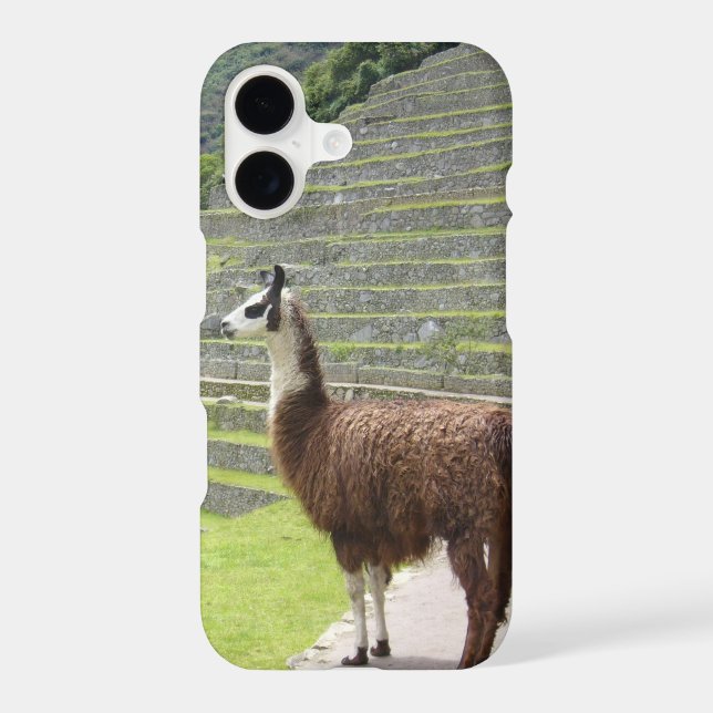 llama (Back)