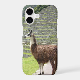 llama