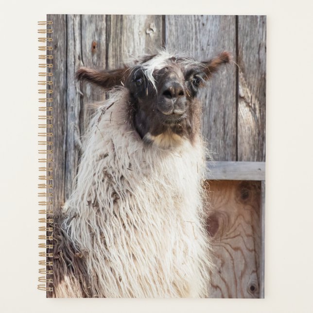 Llama 2024 à la ferme (Devant)