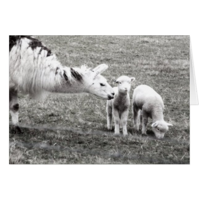Llama and Lambs (Front Horizontal)