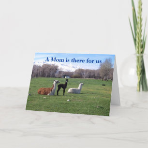 Llama and young card