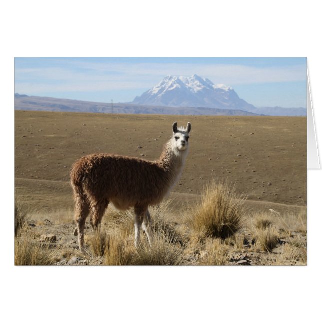Llama at  Illimani Snow Mountain Bolivia Note Card (Front Horizontal)