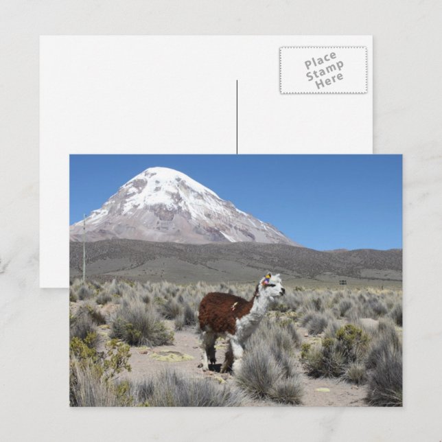 Llama at Sajama Mountain Bolivia South America Postcard (Front/Back)
