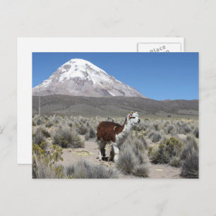 Llama at Sajama Mountain Bolivia South America Postcard