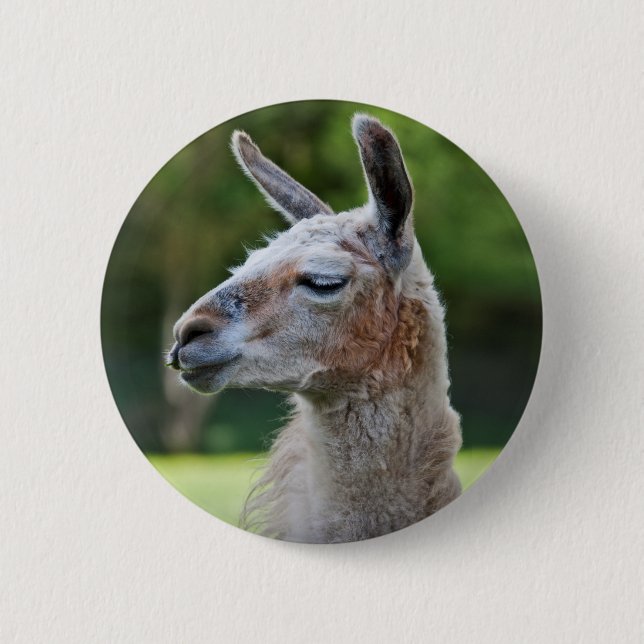 Llama Badge 2 Inch Round Button (Front)