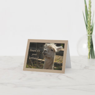 llama Birthday card