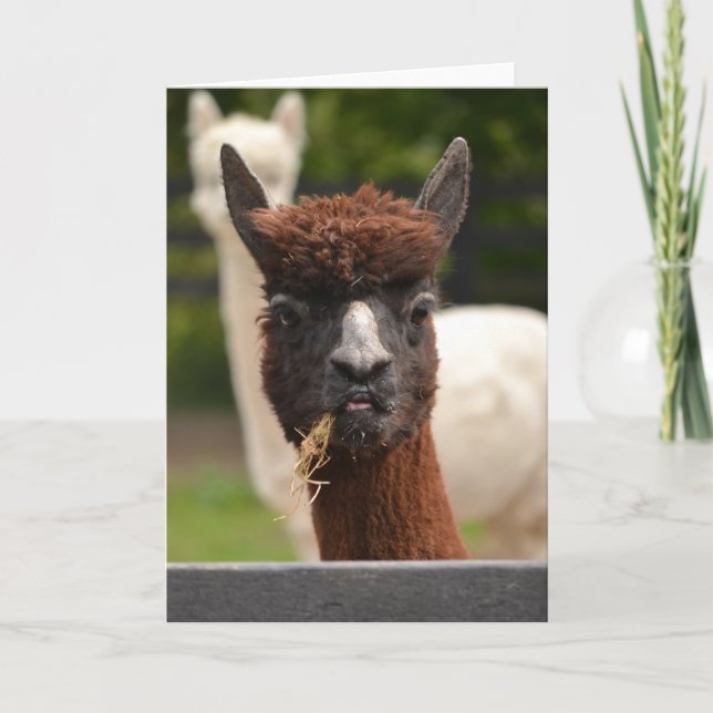 Llama - blank greetings card (Front)