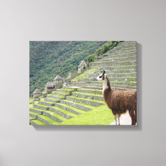 llama canvas print (Front)