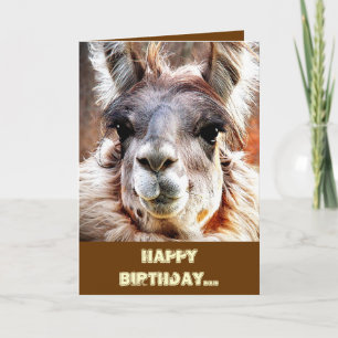 Llama Card