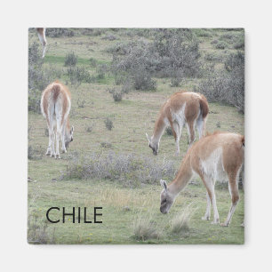 Llama Chile Magnet
